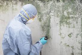 Best Basement Mold Removal  in Fremont, CA